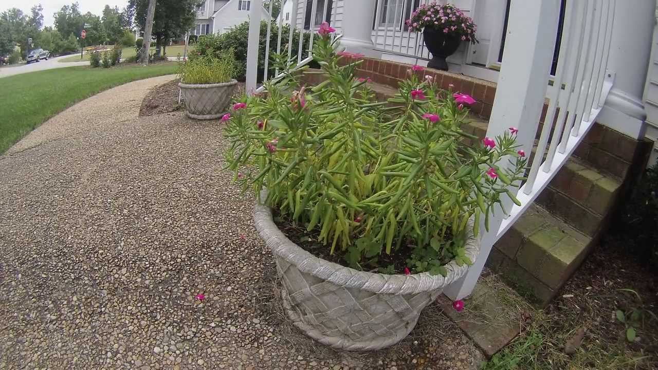 Wilted Flowers Come Back to Life YouTube