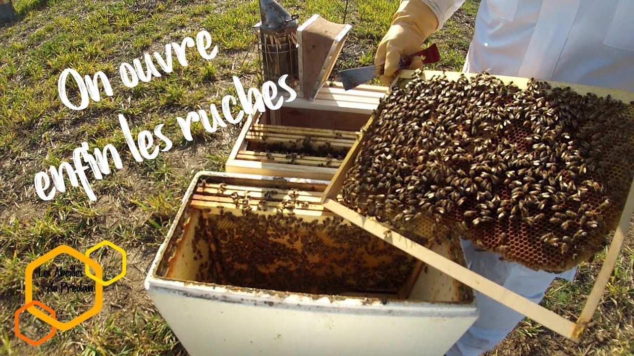 ouverture des ruches (visite de printemps) et passage d'une ruchette en ruche