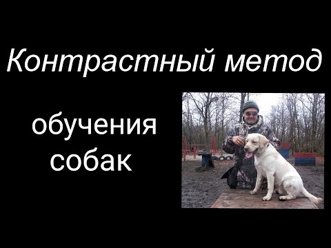 Контрастный метод обучения собак