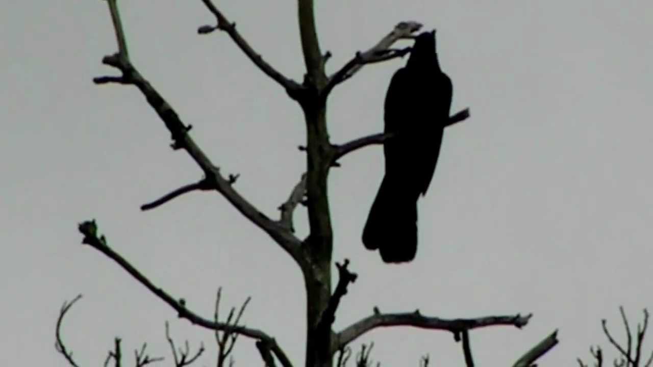 Kicauan Burung Tuwu Jantan Youtube