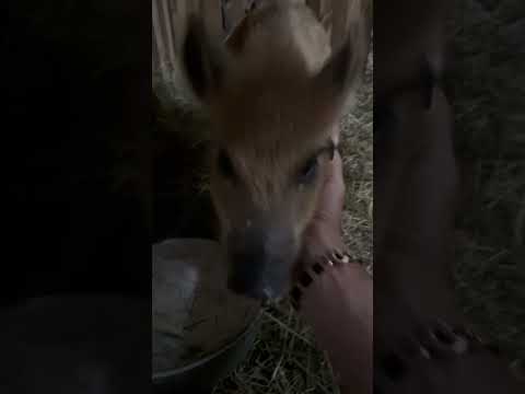 Соскучился малой #животные #hunting #собака #лесной #animals #кабан #pets #тикток #doglife