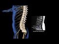 Spinal Injury Animation