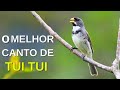 MELHOR CANTO DE COLEIRO TUI TUI ZEL ZEL POR 10 HORAS