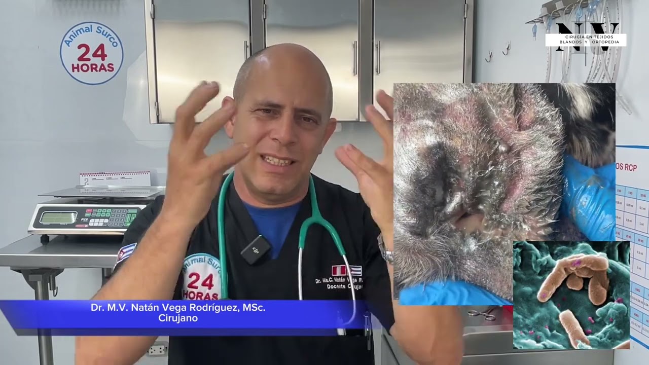 ¿Qué hago cuando mi perro no se cura de la otitis?