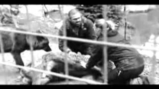Garbage- Dog New Tricks (fan video)