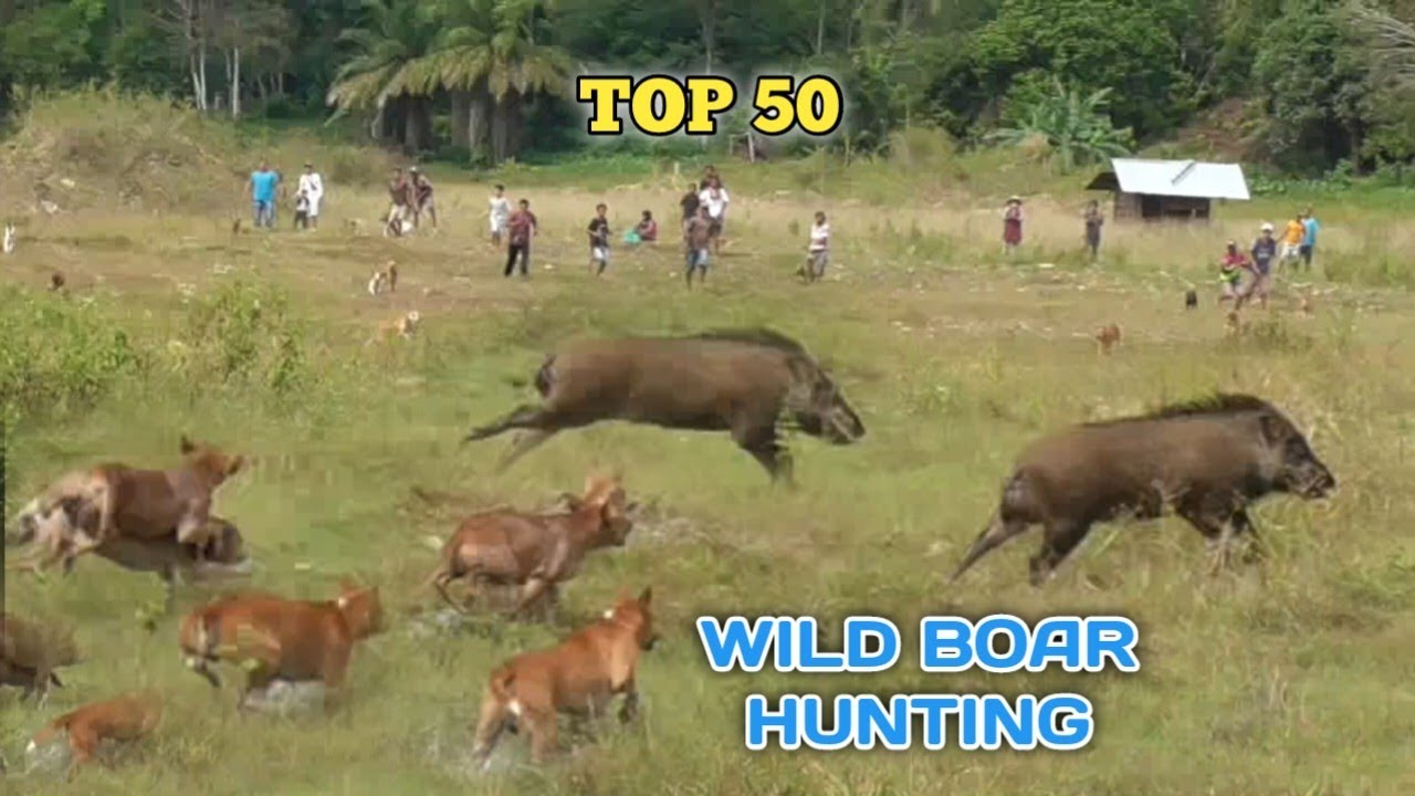 TOP 50 WILD BOAR HUNTING YouTube