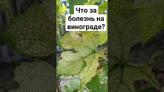 что за болезнь на винограде?
