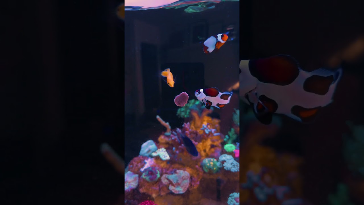 Feeding Time! #reeftank