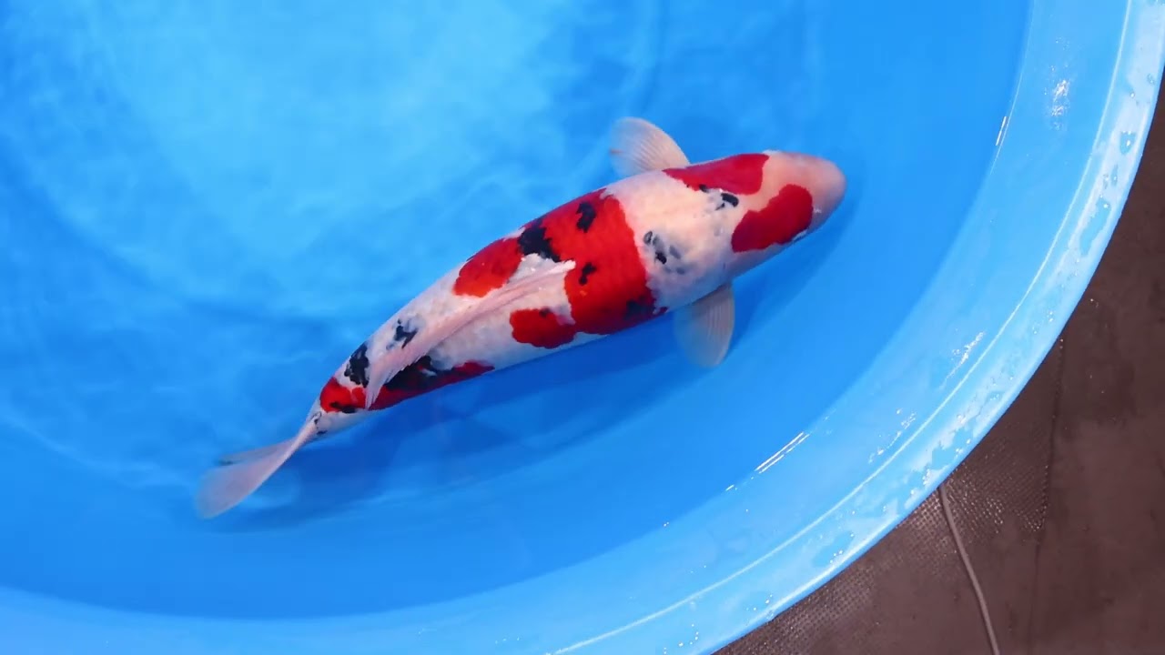 鯉 東京大会記念ライブ鯉 in 2026】260125-002の出品鯉のご紹介！！ - YouTube