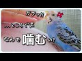 【セキセイインコ 噛み癖】痛っ!!インコを飼うと経験するガブリ流〇事件! 何とかならないの?