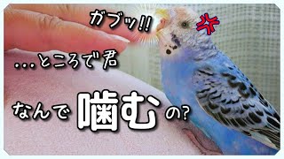 【セキセイインコ 噛み癖】痛っ!!インコを飼うと経験するガブリ流〇事件! 何とかならないの?