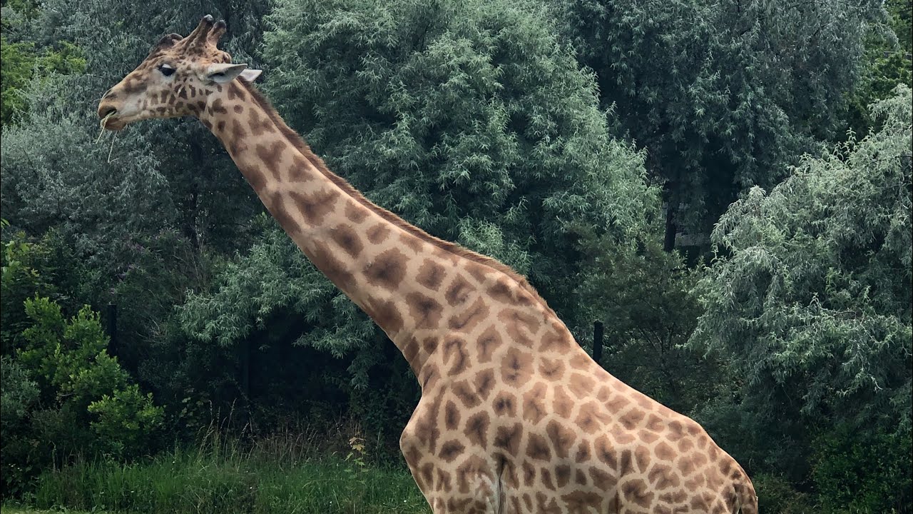 ТОП ЧЕМ СДЕЛАТЬ В ПАРИЖЕ - ЗООПАРК ПАРИЖА - FRANCE TRAVEL