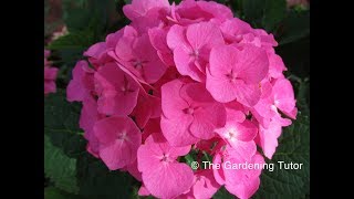How to prune a Mophead Hydrangea by The Gardening Tutor-Mary Frost