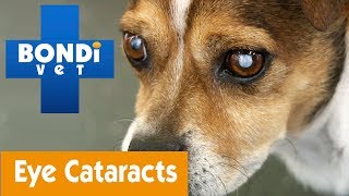 How To Detect If Your Pet Has Cataracts | Pet Health