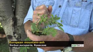 Trees with Don Leopold - European mountain-ash