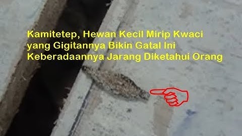 Kamitetep, Hewan Kecil Mirip Kwaci yang Gigitannya Bikin Gatal Ini Keberadaannya Jarang Diketahui