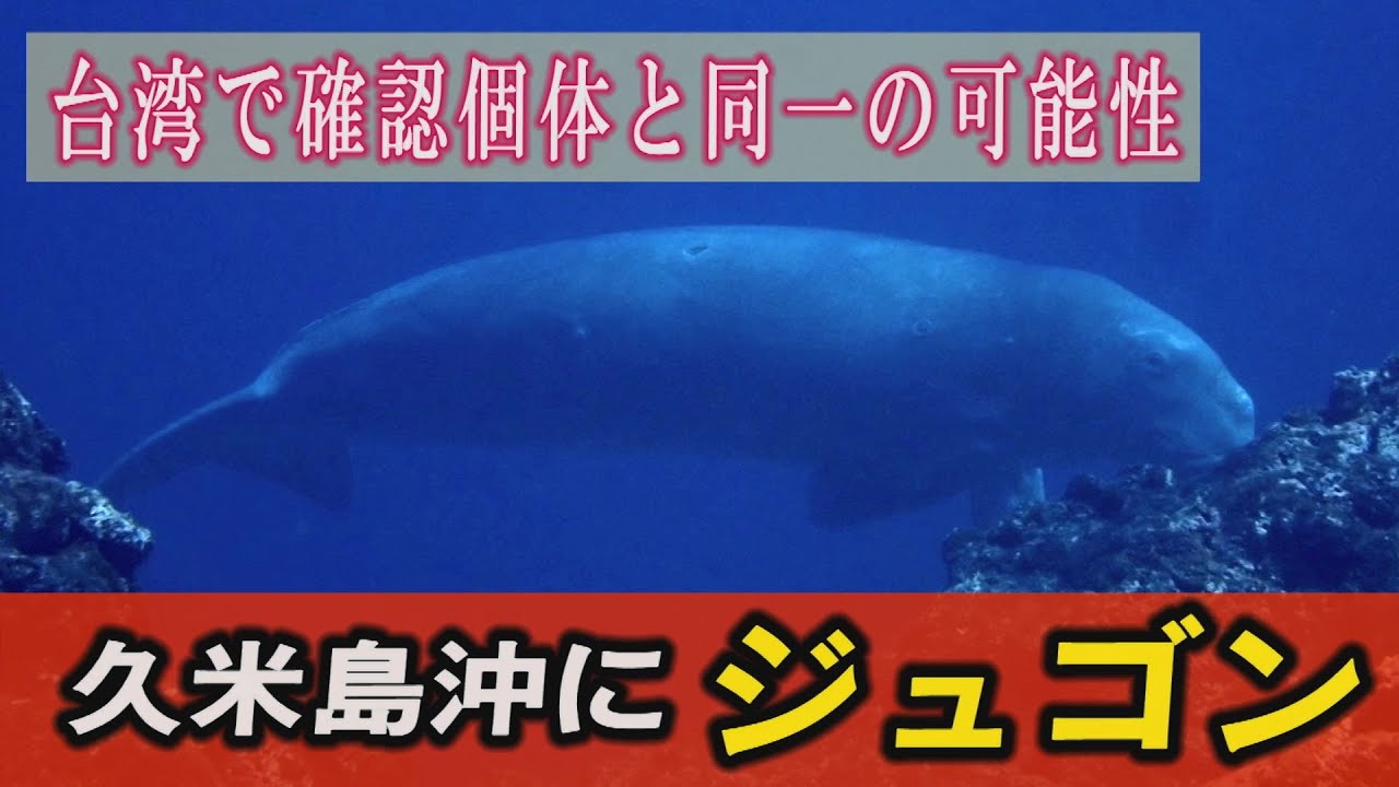 まるで人魚「衝撃で固まった」 久米島近海でジュゴン撮影 台湾確認の