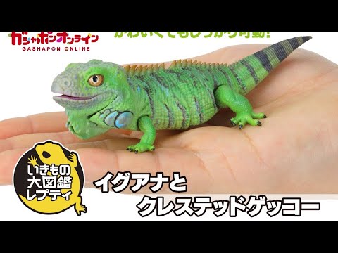 Iguana and Crested Gecko