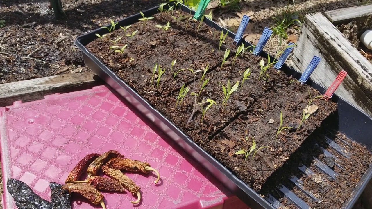 Growing Peppers in Florida YouTube