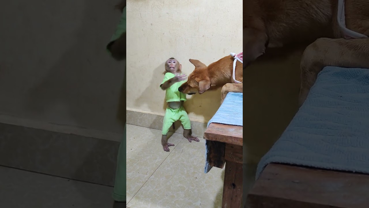 dog monkey cat so lovely 