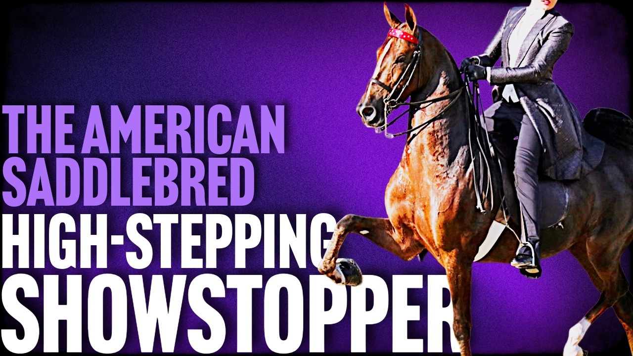 High-Stepping Showstopper: American Saddlebreds
