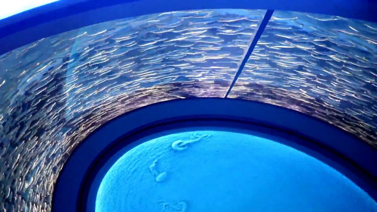 Sardines Monterey Aquarium California YouTube