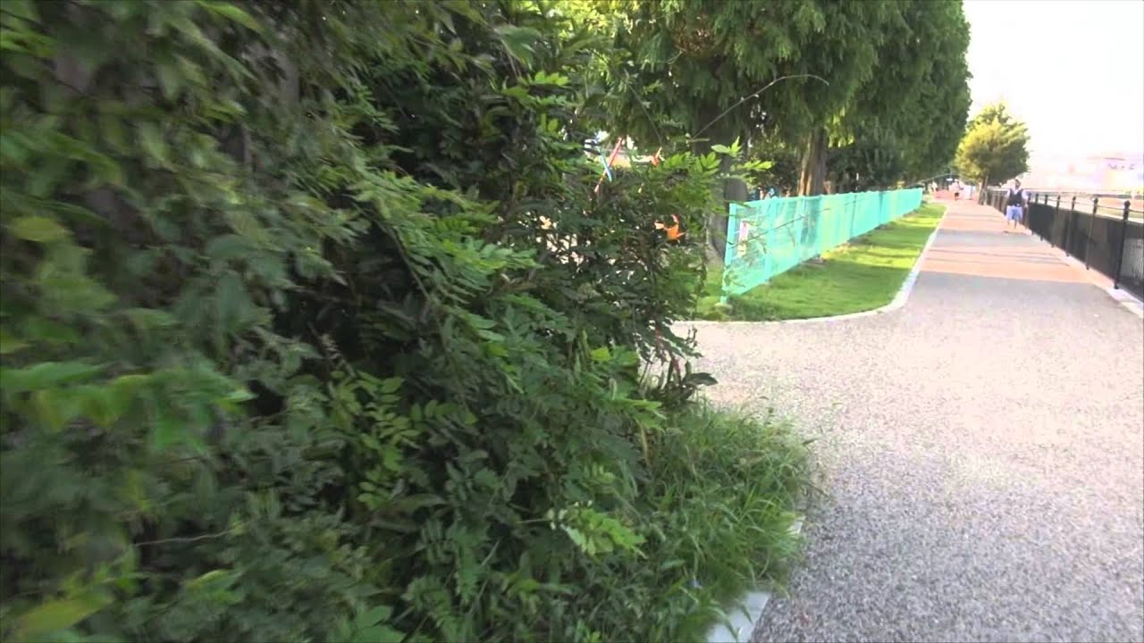 8月1日 早朝の草取り - YouTube