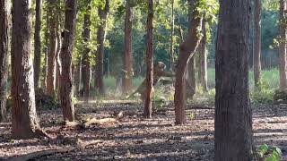 Shilpura Male and DB2 fighting spotted in Kanha Tiger Resarve of Madhya Pradesh