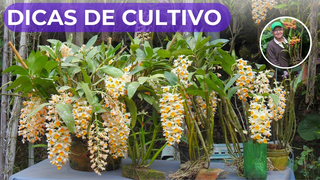 COMO CUIDAR DAS ORQUÍDEAS DENDROBIUM / 40 CACHOS  - MASUJI KAYASIMA