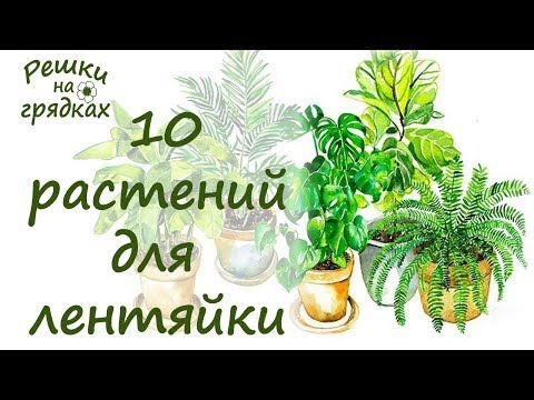 ТОП 10 Самые неприхотливые комнатные цветы // Проверено на собственном опыте &#55357;&#56396;&#55356;&#57339;