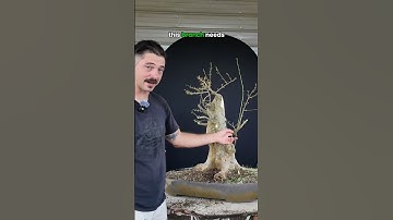 Part 7️⃣: Trident Maple transformation 🍁