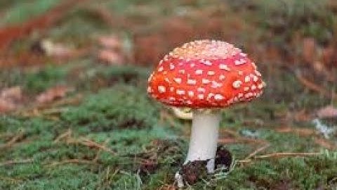 I scream, you scream, we all scream for... mushrooms? - Dadish part 4