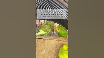 #سورة_العصر #قران_كريم #المصحف #العراق #امريكا #مصر #اكسبلور #طيور #kuranıkerim #explore #birds