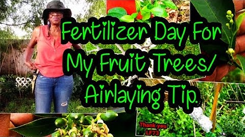 Leadfarmer73 Airlaying, Tips, And Fertilizing My Fruit Trees