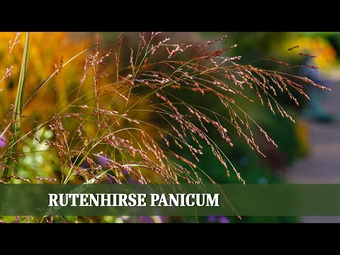 Die Rutenhirse im Detail: Eigenschaften und Sortenvielfalt