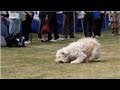 Richard Curtis K9 freestyle dancing dogs Whizzy performs