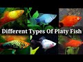 Different types of platy fish  33