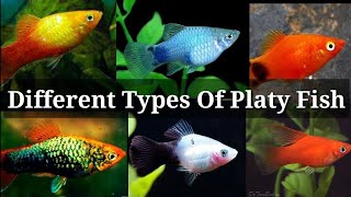 Different Types of Platy Fish / #33