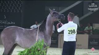 Download Lagu N 298 MOTHHELAH ALMUAWD   The 12th Local Breed Championship for Arabian Horses 2023   Fillies 2 Year MP3