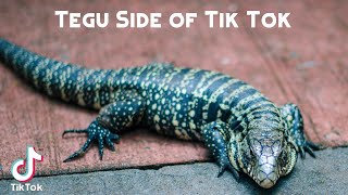 Tegu Side of Tik Tok