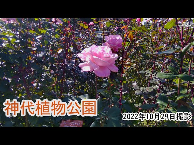 4k 神代植物公園 バラ園 2 22年10月29日 Youtube