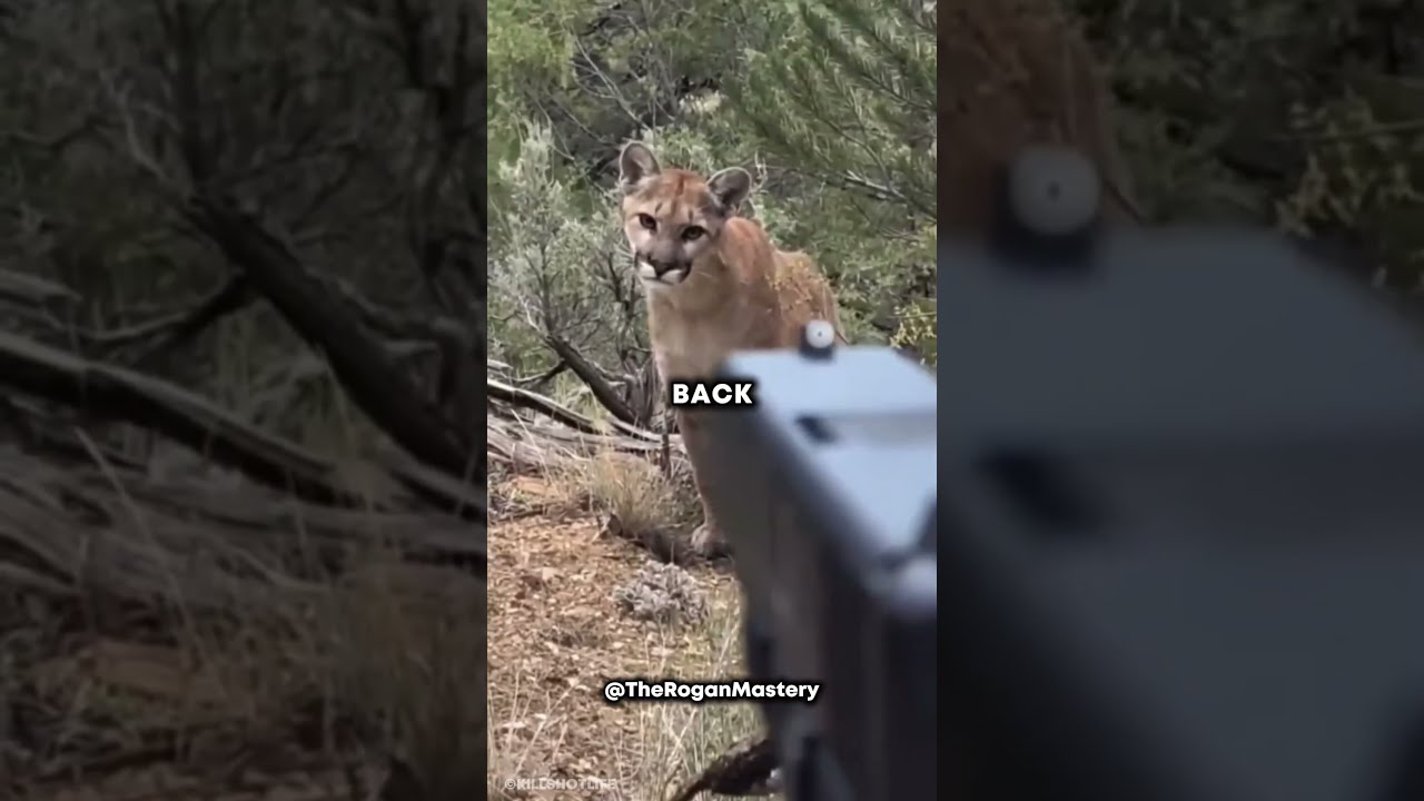 Scary Mountain Lion Encounter