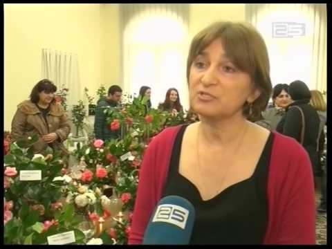 კამელიების გამოფენა ბოტანიკურ ბაღში