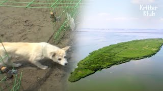 Who Trapped These Dogs On A Deserted Island? (Part 2) | Kritter Klub