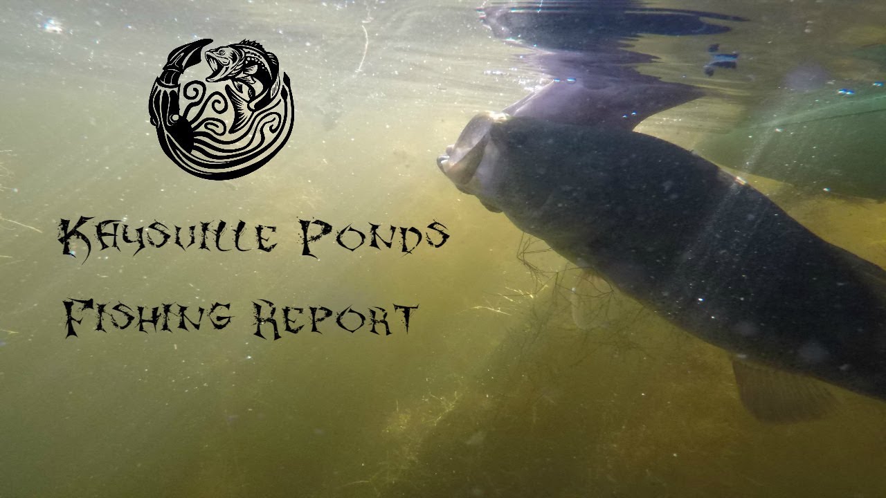 Kaysville Ponds Fishing Report - Largemouth Bass & More! - Kraken Bass