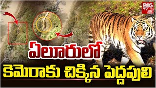 ఏలర ల కమరక చకకన పదదపల Tiger Hulchul In Eluru District Big Tv