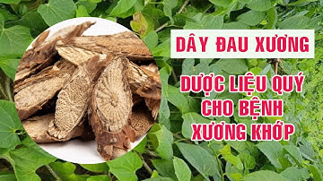 Dây đau xương - Dược liệu quý cho bệnh xương khớp không phải ai cũng biết