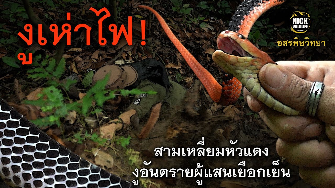 อสรพิษวิทยา EP.30 งูเห่าไฟ! สามเหลี่ยมหัวแดง งูหายากอันตรายผู้แสนเยือกเย็น