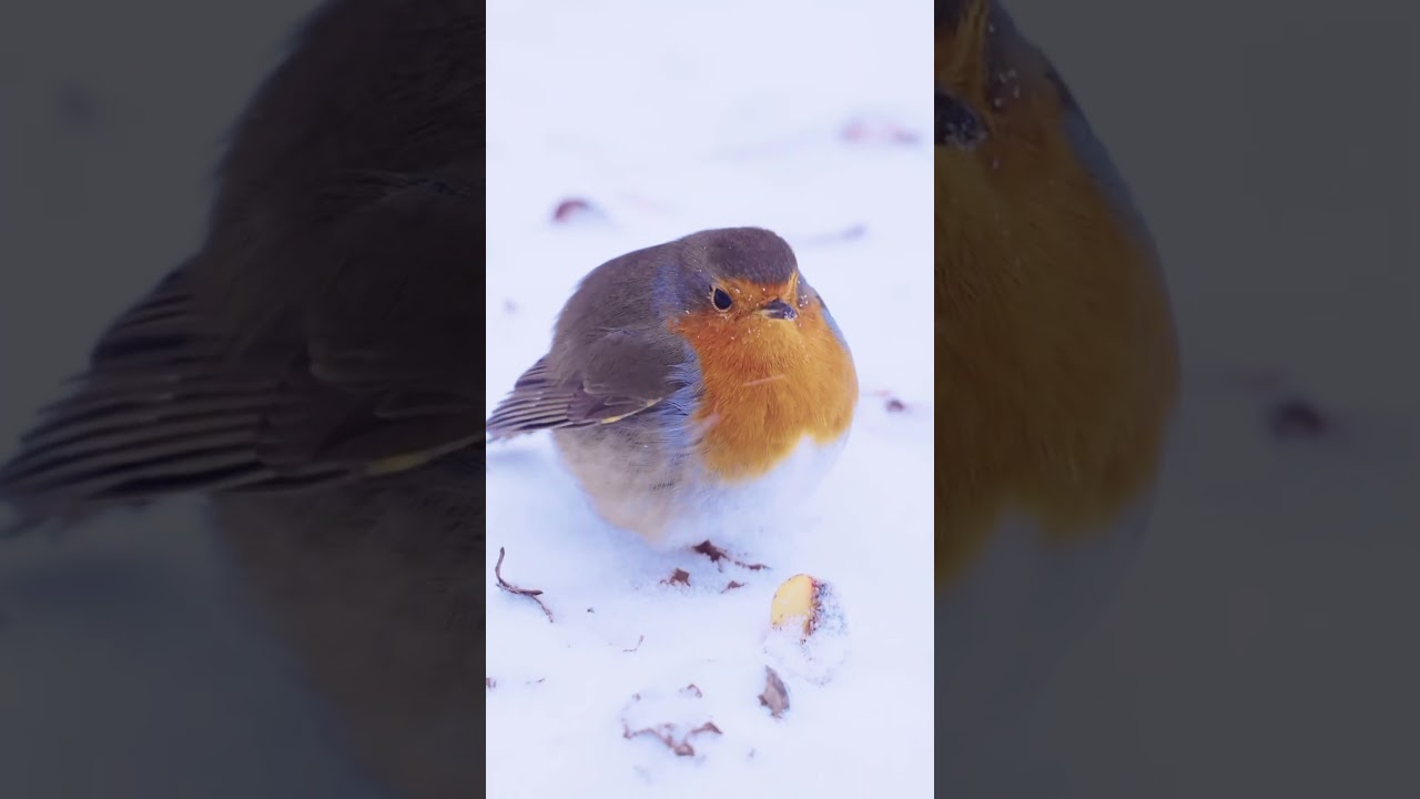 Why do Robins have red chests? Granny explains it all! #familyfun #fyp #youtubeshorts #ks1 #funfacts