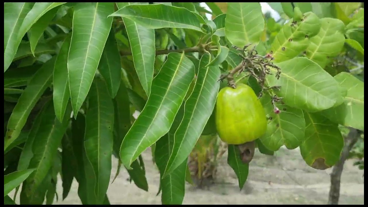 Mostrando como está ficando a limpeza do sítio e também um pé de jabuticaba.!!!